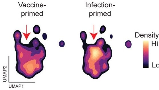 Density plots of memory CD4 T cells in vaccine-primed versus infection-primed people