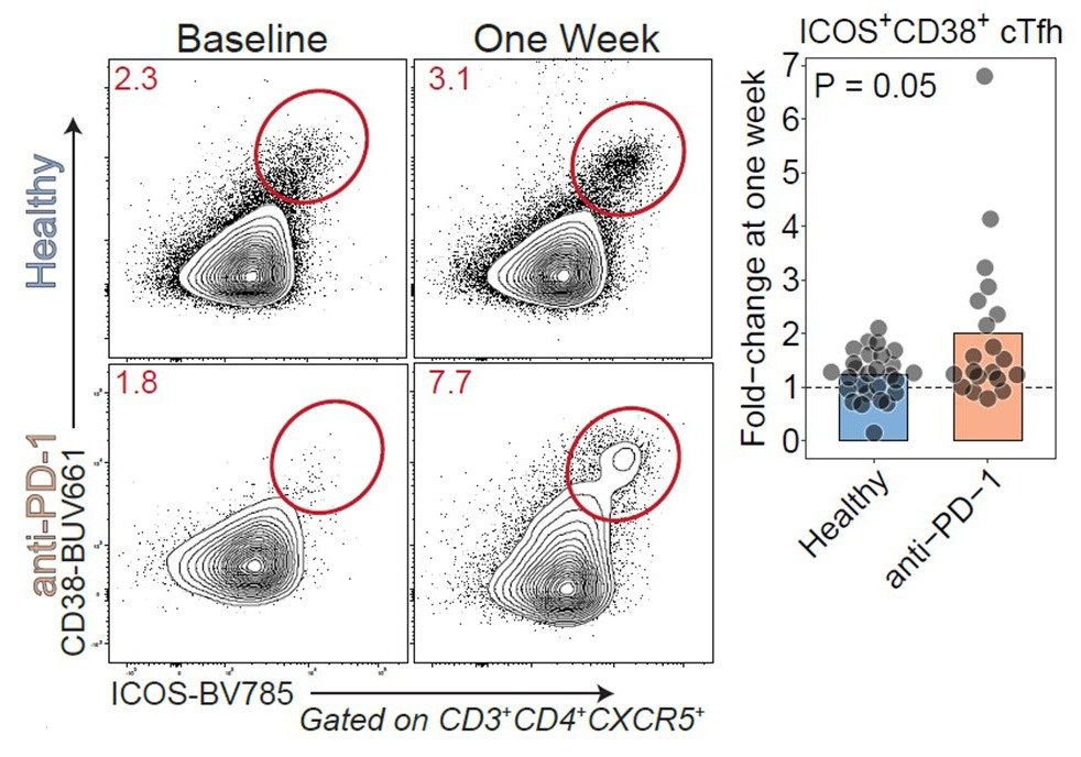 Flow cytometry of ICOS+CD38+ circulating Tfh after influenza vaccination in healthy adults and patients on anti-PD-1