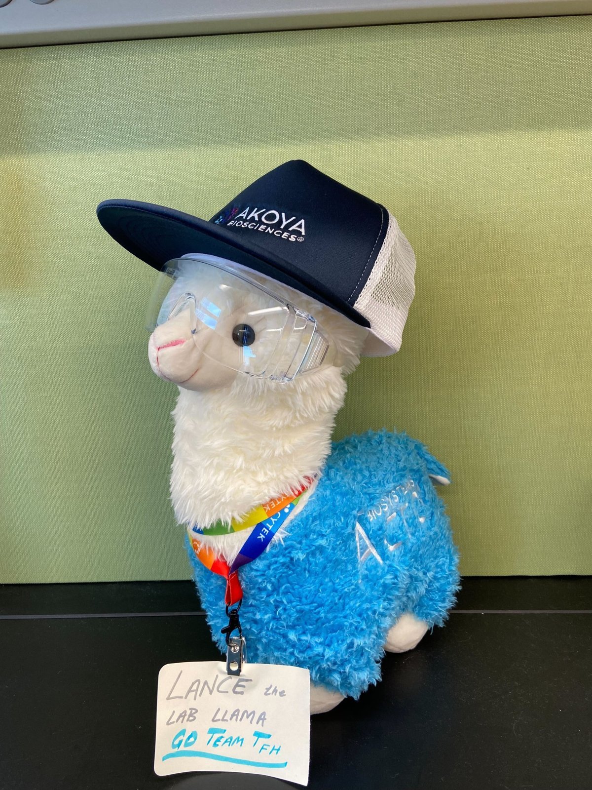 Lance the lab llama in safety goggles