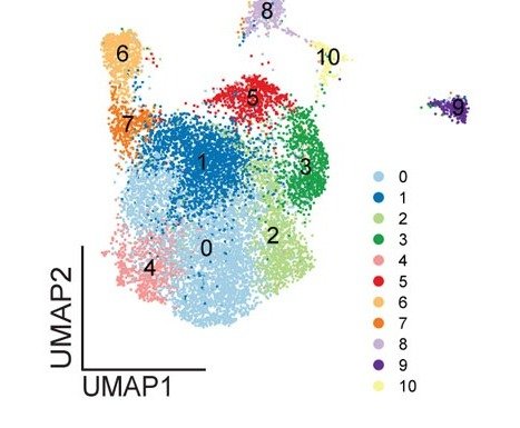 UMAP of spike-specific memory CD4 T cell clusters