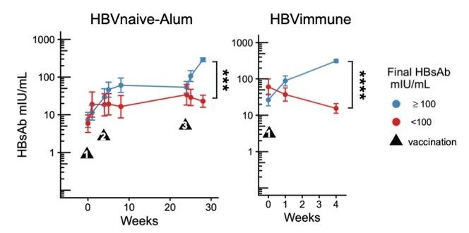Antibody titers over time in strong and poor responders to hepatitis B vaccination