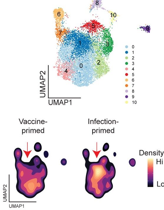 UMAP of spike-specific CD4 T cell clusters and density plots comparing vaccine-primed and infection-primed individuals